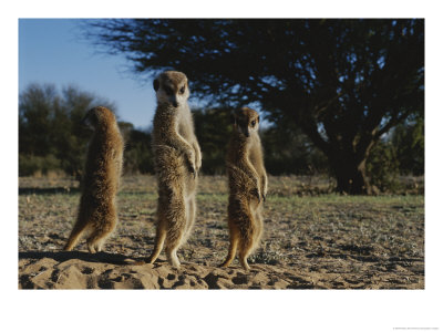 Three Meerkats With Paws Poised Neatly In Front Of Their Stomachs by Mattias Klum Pricing Limited Edition Print image