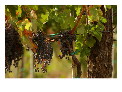 Grapes Hanging In Vineyards, Tuscany, Italy by Keith Levit Pricing Limited Edition Print image