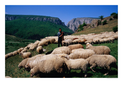 Shepherd With His Flock Of Sheep, Turda, Romania by Craig Pershouse Pricing Limited Edition Print image