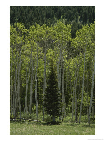 Lone Evergreen Amongst Aspen Trees With Spring Foliage by Raymond Gehman Pricing Limited Edition Print image
