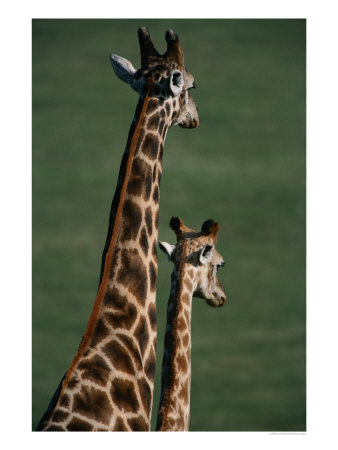 Giraffes, Tala Private Game Reserve, Kwazulu-Natal, South Africa by Carol Polich Pricing Limited Edition Print image