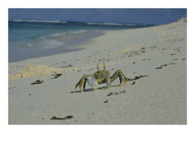 A Bold Ghost Crab Stands Its Ground On A Sandy Beach by Bill Curtsinger Pricing Limited Edition Print image