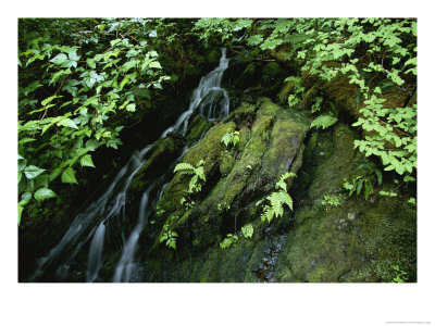 Waterfall On Deer Mountain Trail by Michael Melford Pricing Limited Edition Print image