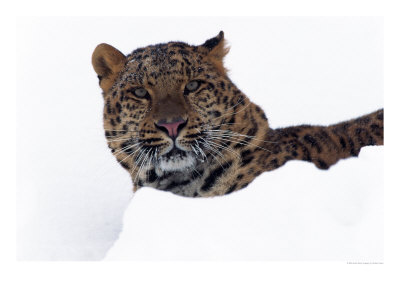 Amur Leopard In Snow, Panthera Pardus Orientalis by Robert Franz Pricing Limited Edition Print image