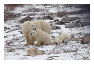 Polar Bears, Churchill Manitoba by Keith Levit Pricing Limited Edition Print image