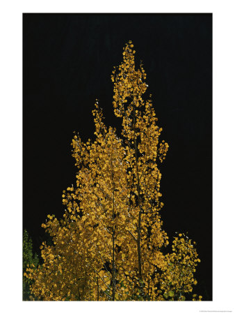 Fall Foliage Decorates A Quaking Aspen Tree Near Ouray by Marc Moritsch Pricing Limited Edition Print image