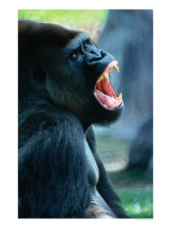 Gorilla (Gorillagorilla) Baring Its Teeth, Africa by John Hay Pricing Limited Edition Print image