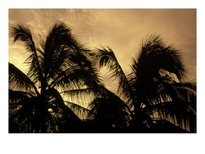 Silhouette Of Palm Trees, Cayman by Karen Schulman Pricing Limited Edition Print image