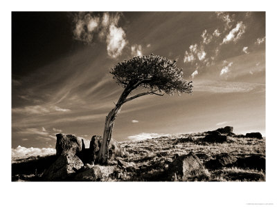 Bristle Cone Pine Tree, Mt. Evans, Co by John Glembin Pricing Limited Edition Print image