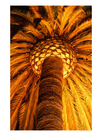 Extraordinary Palm Tree Illuminated In Front Of The Santa Barbara County Courthouse, California by Richard Cummins Pricing Limited Edition Print image
