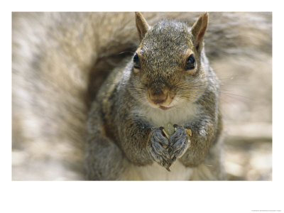 A Gray Squirrel Holds A Seed It Is Feeding On In Its Front Paws by Maria Stenzel Pricing Limited Edition Print image