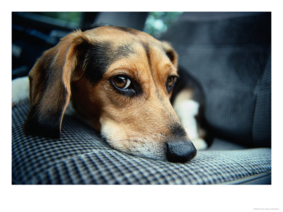 Beagle Resting Head by David Bitters Pricing Limited Edition Print image