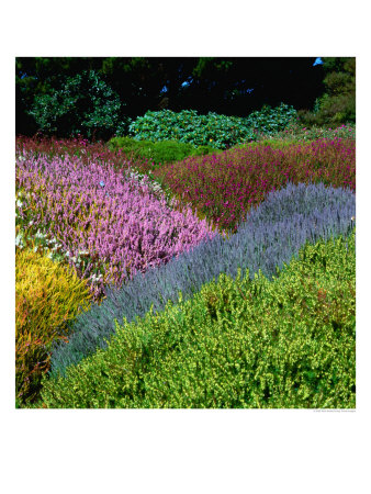 Flowering Heathers At Thompson Gardens, Mendocino, California, Usa by Wes Walker Pricing Limited Edition Print image