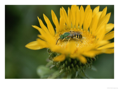 A Bee Feeding On A Flower by Roy Toft Pricing Limited Edition Print image