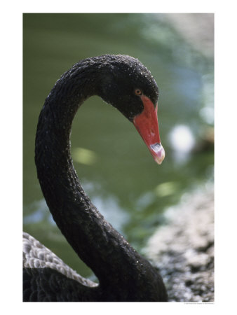 Black Swan, Cygnus Atratus by Mark Newman Pricing Limited Edition Print image