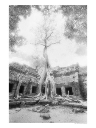 Ta Prohm Tree, Angkor, Cambodia by Walter Bibikow Pricing Limited Edition Print image