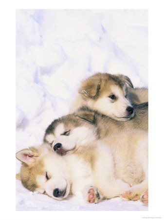 Alaskan Malamute Puppies In The Snow by Lynn M. Stone Pricing Limited Edition Print image