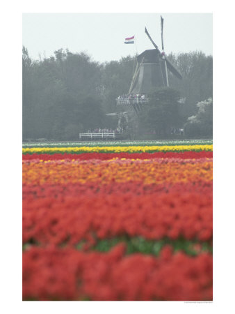 Windmill And Tulip Field, Holland by Peter Adams Pricing Limited Edition Print image