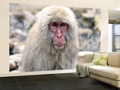 Snow Monkeys, Or Japanese Macaque (Macaca Fuscata), At Jigokudani Yaenkoen Park by Mark Hemmings Pricing Limited Edition Print image