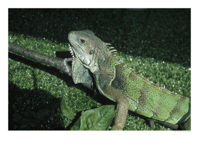 Lizard by Rita Davis Pricing Limited Edition Print image