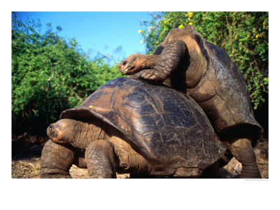 Galapagos Giant Tortoises Mating (Geochelone Elephantopus), Galapagos, Ecuador by Mark Newman Pricing Limited Edition Print image