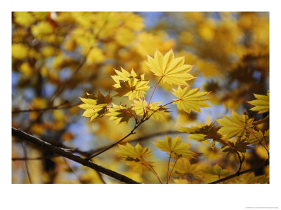 A Close Look At Japanese Maple Trees by Darlyne A. Murawski Pricing Limited Edition Print image