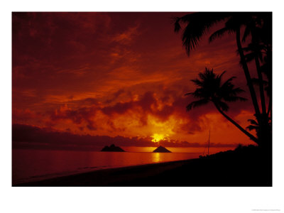 Silhouette Of Palm Trees At Sunset, Oahu, Hi by Cheyenne Rouse Pricing Limited Edition Print image