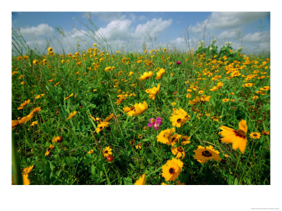 A Field Of Wildflowers by Joel Sartore Pricing Limited Edition Print image