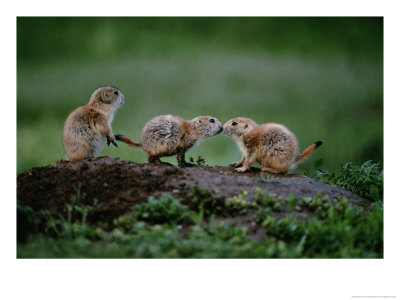 Prairie Dogs Touch Noses In A Possible Prelude To Kin Recognition by Raymond Gehman Pricing Limited Edition Print image