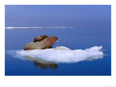 An Atlantic Walrus (Odobenus Rosmarus) Mother And Cub Rest On A Pack Of Ice by Paul Nicklen Pricing Limited Edition Print image