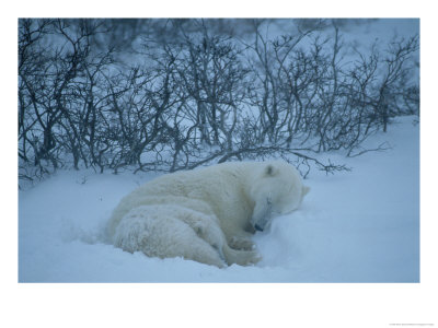 A Mother Polar Bear Sleeps In The Snow With Her Cub by Maria Stenzel Pricing Limited Edition Print image