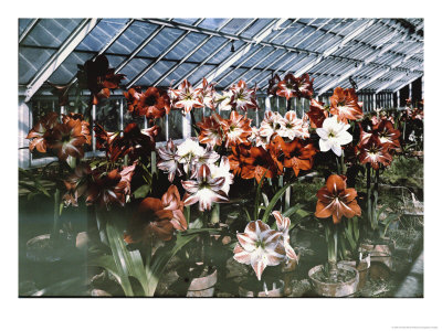 Amaryllis Show At The Botanic Garden by Charles Martin Pricing Limited Edition Print image