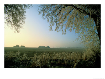 Hoarfrost, Farming Area Near Schwerin by Sisse Brimberg Pricing Limited Edition Print image