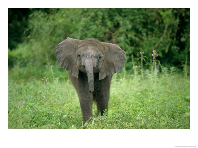 African Elephant In A Grassland Habitat by Beverly Joubert Pricing Limited Edition Print image