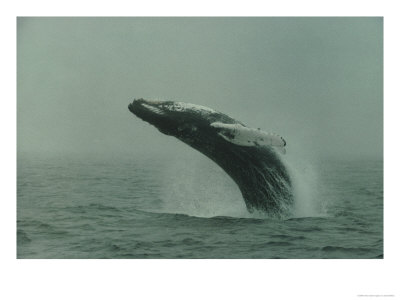 Humpback Whale Breaching Off Cape Cod, Ma by David Bitters Pricing Limited Edition Print image