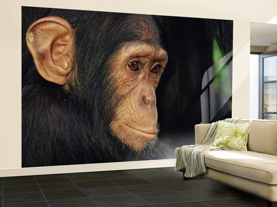 Young Chimpanzee Portrait by Andy Rouse Pricing Limited Edition Print image