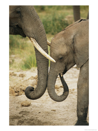 A Juvenile African Elephant Rubs Trunks With Its Parent by Roy Toft Pricing Limited Edition Print image