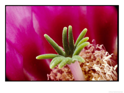 Close View Of A Hedgehog Cactus Flower by George F. Mobley Pricing Limited Edition Print image