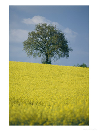 A Scenic View Of Bright Yellow Rape Fields With A Single Green Tree At The Top Of A Hill by Todd Gipstein Pricing Limited Edition Print image