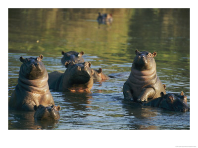 Young Hippopotamuses Play In A River by Nicole Duplaix Pricing Limited Edition Print image