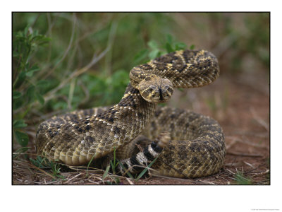 A Western Diamondback Rattlesnake Threatens The Photographer by Joel Sartore Pricing Limited Edition Print image