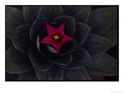 An Orchid Placed In An Orectanthe Sceptrum by Michael Nichols Pricing Limited Edition Print image