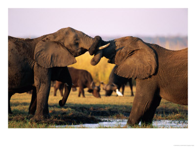 African Elephants With Trunks Entwined by Beverly Joubert Pricing Limited Edition Print image