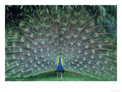 Peacock With Its Tail Fanned Out by Tony Ruta Pricing Limited Edition Print image