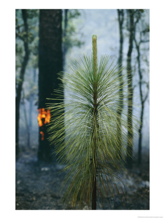 A Fire Begins To Rage In A Forest Near The Air Base by Raymond Gehman Pricing Limited Edition Print image