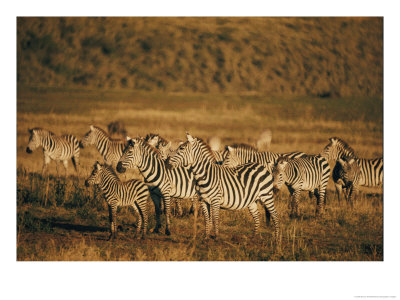 Zebras Herd In The Ngorongoro Crater by Emory Kristof Pricing Limited Edition Print image