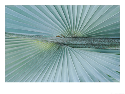 A Close-Up Of A Brongniartikentia Palm Frond by Norbert Rosing Pricing Limited Edition Print image
