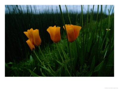 Furled California Poppy Blossoms by Raymond Gehman Pricing Limited Edition Print image