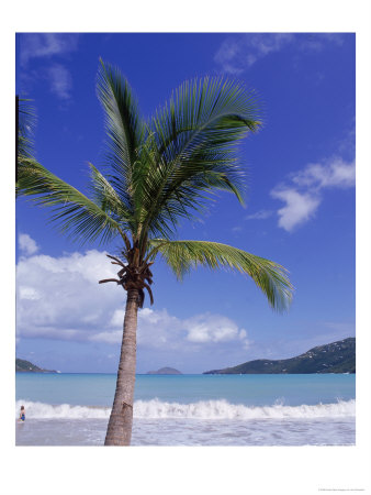 Palm Tree, Magens Bay, St. Thomas, Usvi by Jim Schwabel Pricing Limited Edition Print image
