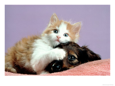 Portrait Of A Kitten Lying On Top Of A Puppy by Richard Stacks Pricing Limited Edition Print image